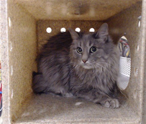 FIONA Image