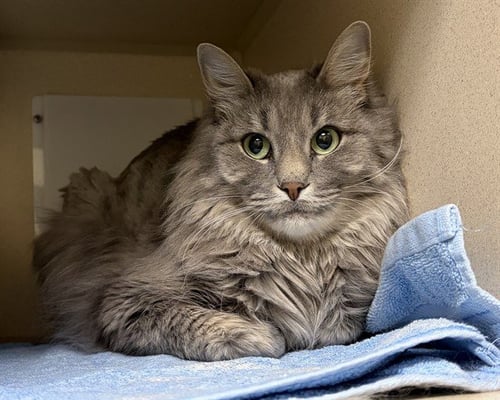 FIONA - Domestic Medium Hair available for adoption