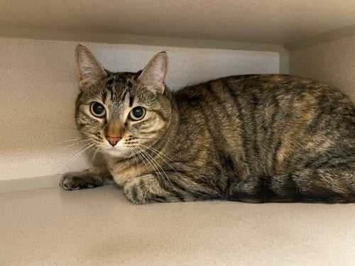 LILA - Domestic Short Hair for adoption in Denver