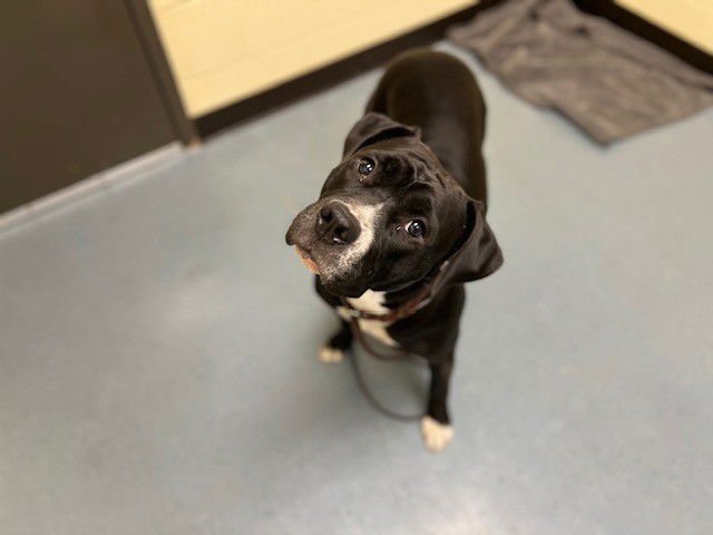 GAMMA - American Pit Bull Terrier available for adoption