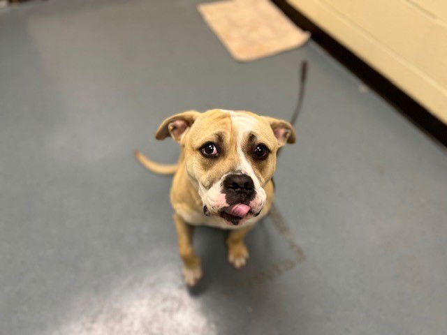 ALEX FROM SOCIALS - American Bulldog available for adoption