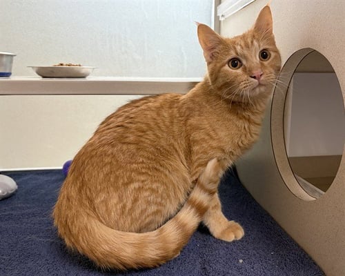 BIF - Domestic Short Hair available for adoption