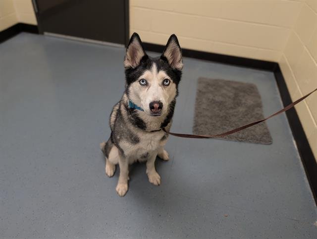 KAROO - Siberian Husky available for adoption