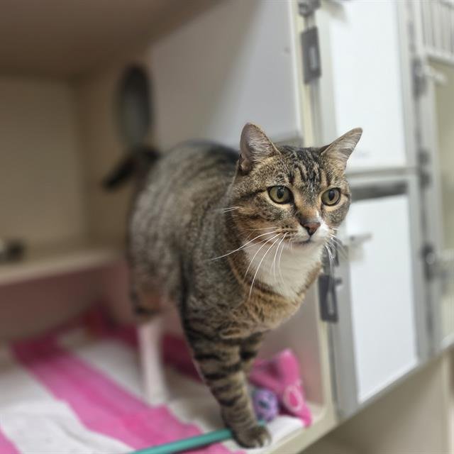 GRACIE Image