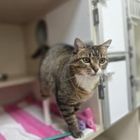 GRACIE - Photo 1
