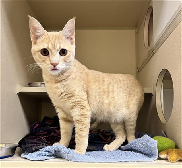 GINGER - Domestic Short Hair available for adoption