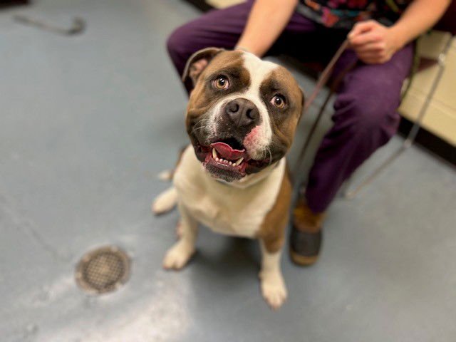 DK - Staffordshire Bull Terrier / American Bulldog available for adoption