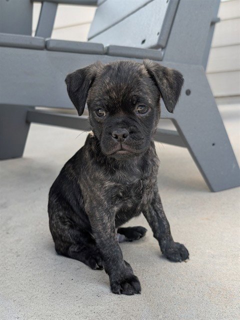 JOE JONAS - Pug available for adoption