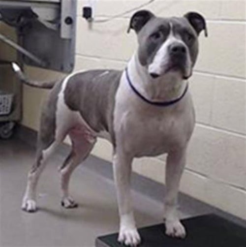 ODIE - American Pit Bull Terrier available for adoption
