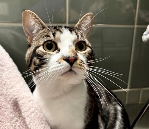 GORDO - Domestic Short Hair available for adoption