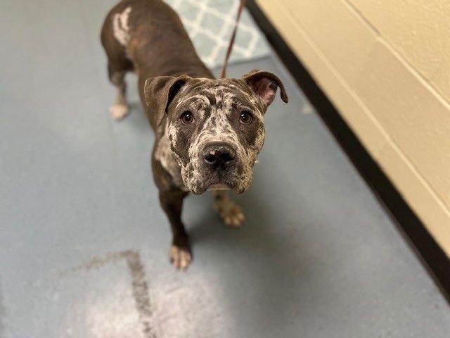 LEILA - American Staffordshire Terrier available for adoption