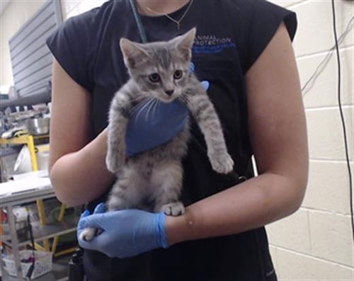 MAX - Domestic Short Hair for adoption in Denver