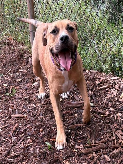 MONO - Staffordshire Bull Terrier / Bull Terrier for adoption in Denver