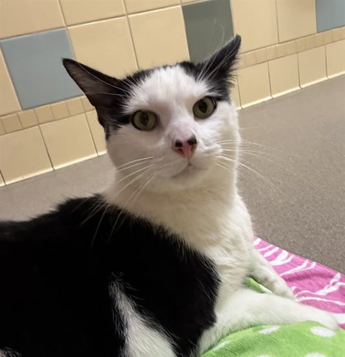 LEO - Domestic Short Hair available for adoption
