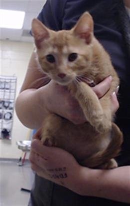 CLEMENTINE - Domestic Short Hair available for adoption