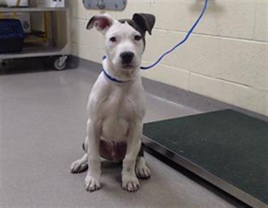 ZOOPALS - Pit Bull Terrier available for adoption