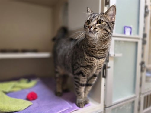STARLIGHT - Domestic Short Hair for adoption in Denver