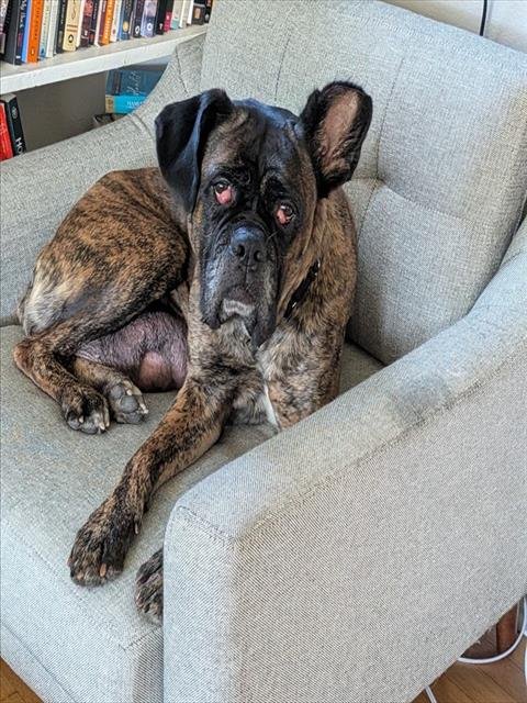FREYA Image