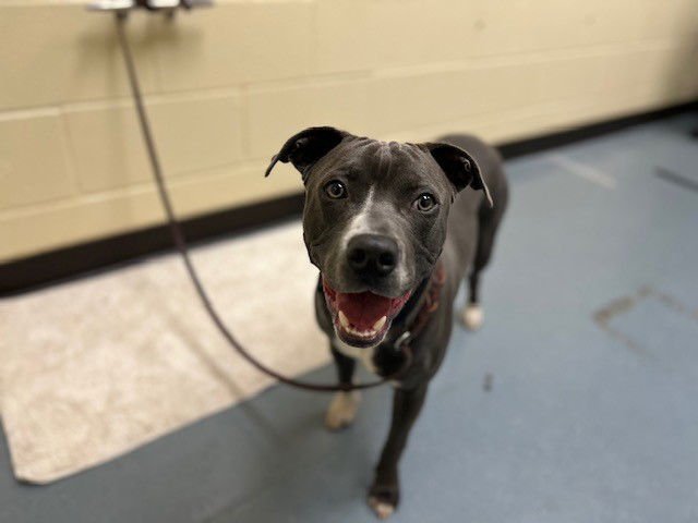 SEAMUS - Pit Bull Terrier available for adoption