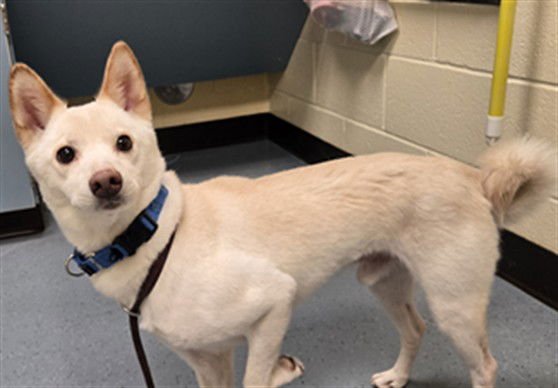 DIPPER - Shiba Inu available for adoption