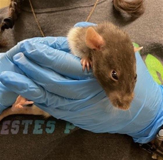 ADOBO - Rat available for adoption