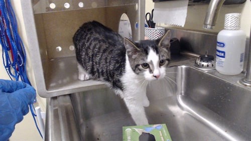 CEDAR - Domestic Short Hair available for adoption