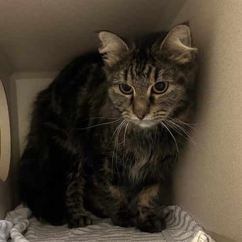 ADRIAN - Domestic Medium Hair available for adoption