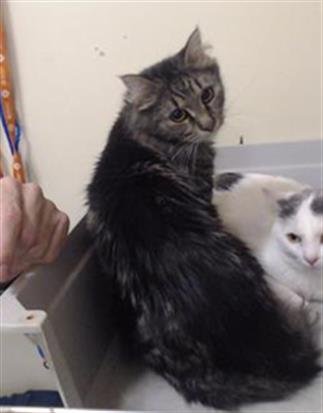 ADRIAN - Domestic Medium Hair available for adoption