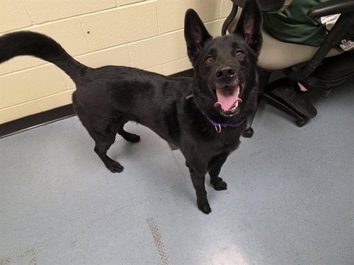 ZEUS - German Shepherd Dog available for adoption