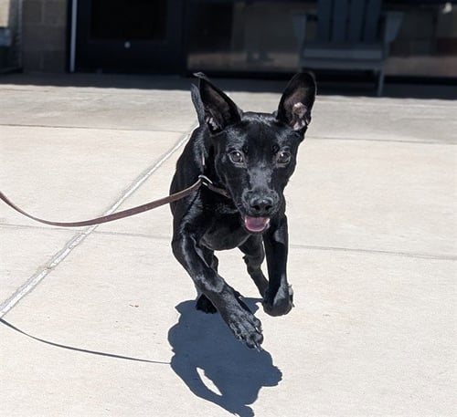 PERCY - Labrador Retriever available for adoption