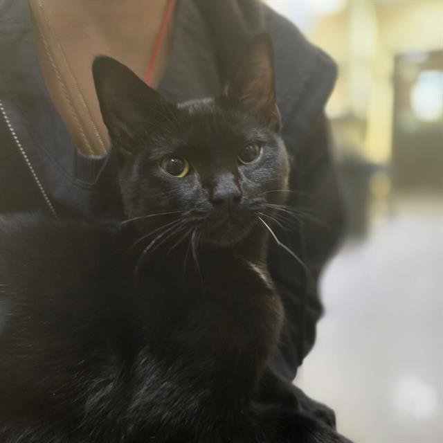 LOKI Image
