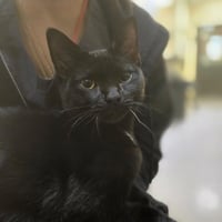 LOKI - Photo 1