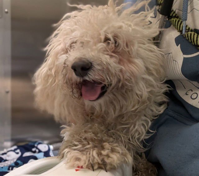 NICO ROBIN - Poodle (Miniature) available for adoption