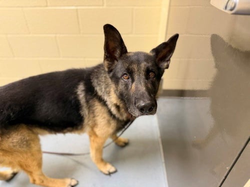 FLORIN - German Shepherd Dog available for adoption