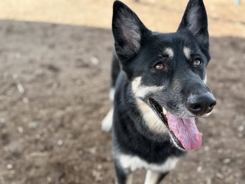 MIKA - German Shepherd Dog available for adoption