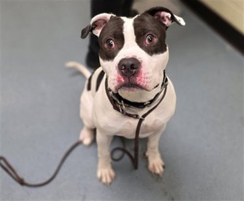 COWBOY - American Pit Bull Terrier available for adoption