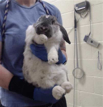 NIDORINO - Shorthaired Rabbit available for adoption