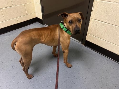 REYA - Chinese Shar-Pei / Whippet for adoption in Denver