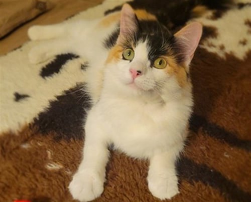 CONFETTI - Domestic Medium Hair available for adoption