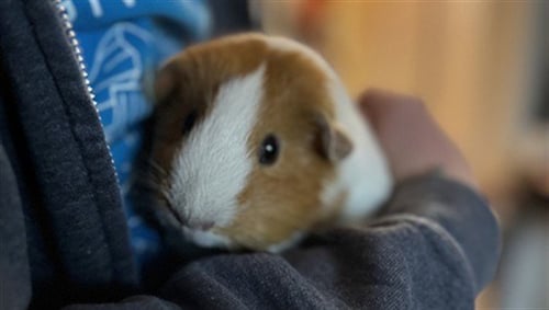 KUSHINA - Guinea Pig available for adoption