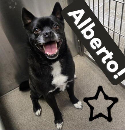 ALBERTO - Pug / Shiba Inu available for adoption