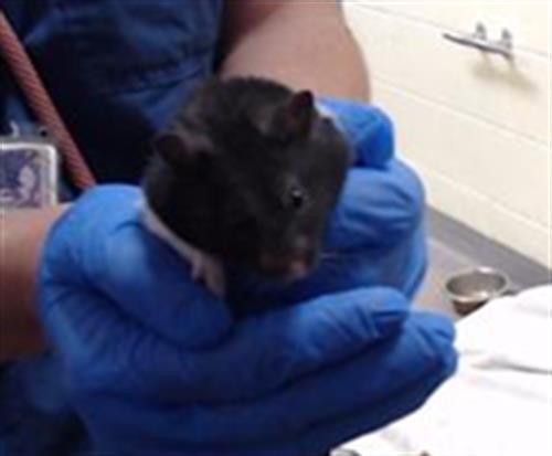 COWPRINT - Hamster available for adoption