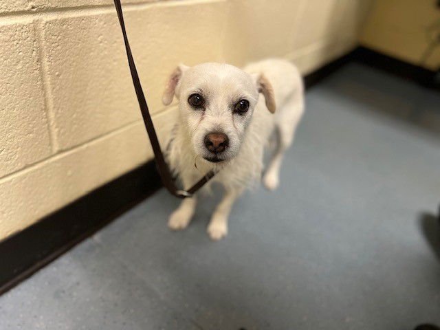 MAGIKARP - Jack Russell Terrier (Parson Russell Terrier) / Miniature Schnauzer available for adoption