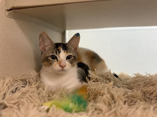 EARTH - Domestic Short Hair available for adoption