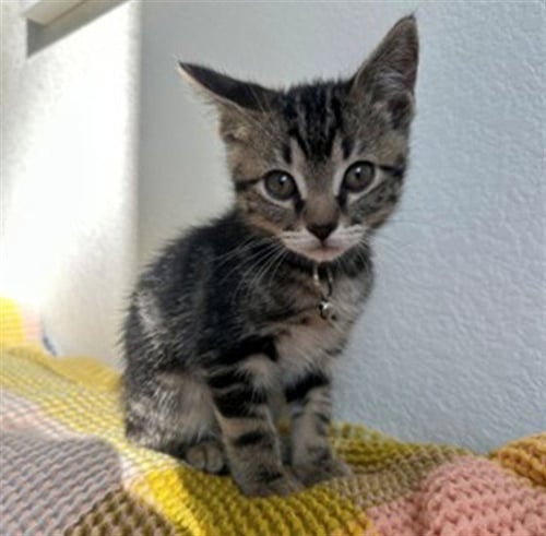 SPOOKY BOO - Domestic Short Hair available for adoption