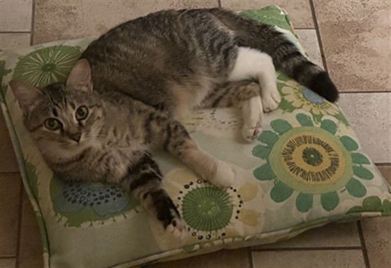 MAMA GRUMBLES - Domestic Short Hair available for adoption