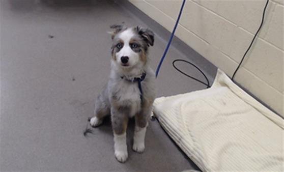 ESPRESSO - Australian Shepherd available for adoption