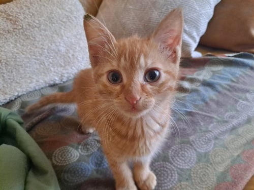 DANIEL - Domestic Short Hair available for adoption