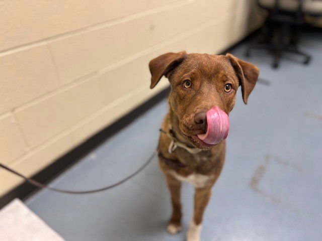 BLASTOISE - Labrador Retriever available for adoption