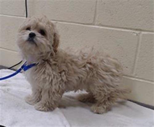 COCO - Poodle (Miniature) available for adoption